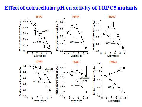세포 밖 pH가 발현된 TRPC5 이온통로에 미치는 영향.