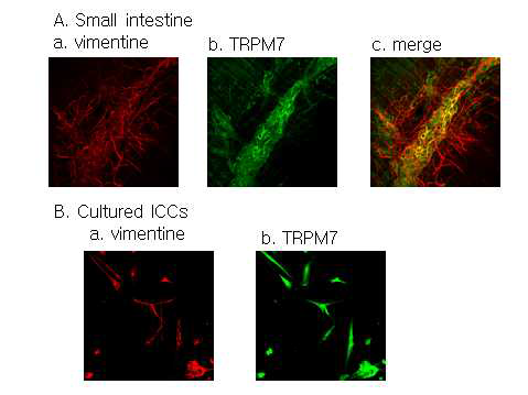 소장 및 배양된 카할간질세포에서 immunohistochemistry를 통해 TRPM7 이온통로가 발현 관찰.