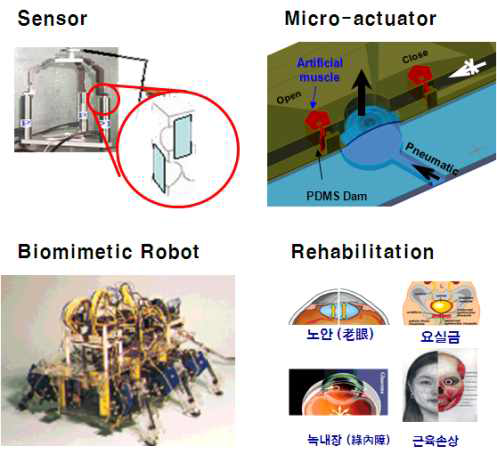 인공근육의 응용가능성.