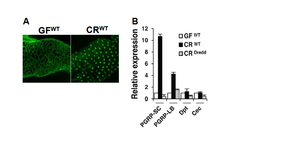 (A) Nuclear-translocated active form of Relish (antibody to Relish, green) in posterior midgut (5- or 10-day-old flies). CRWT, conventionally reared wild-type flies; GFWT, germ-free wild-type flies; (B) Quantitative real-time PCR analysis of PGRP-SC, PGRP-LB, Diptericin (Dpt), and Cecropin (Cec) using dissected posterior midguts (without malpighian tubules) of 5-day-old flies. The target gene expression level in the tissues of GFWT flies was taken arbitrarily as 1. Relative expression levels in (B), are expressed as means ± SD (P < 0.05) of three different experiments