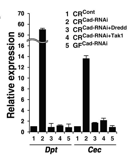 Genotypes of flies: CRCont (c729-GAL4/+) and CRCad-RNAi (c729-GAL4/+; UAS-Cad-RNAi/+)