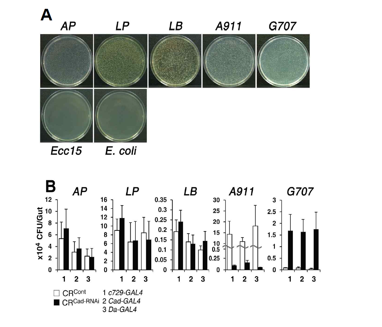 (A) Commensal microbes can persist in the gut. Colonization of GF animals with each of the isolated commensal microbes. Homogenates of dissected midguts (8-day-old adult flies) were plated. LP, LB, AP, G707, A911. Ecc15 and E. coli were also used as noncommensal microbes. (B) Real-time PCR-based analysis to quantify the number of each commensal microbe in the posterior midguts