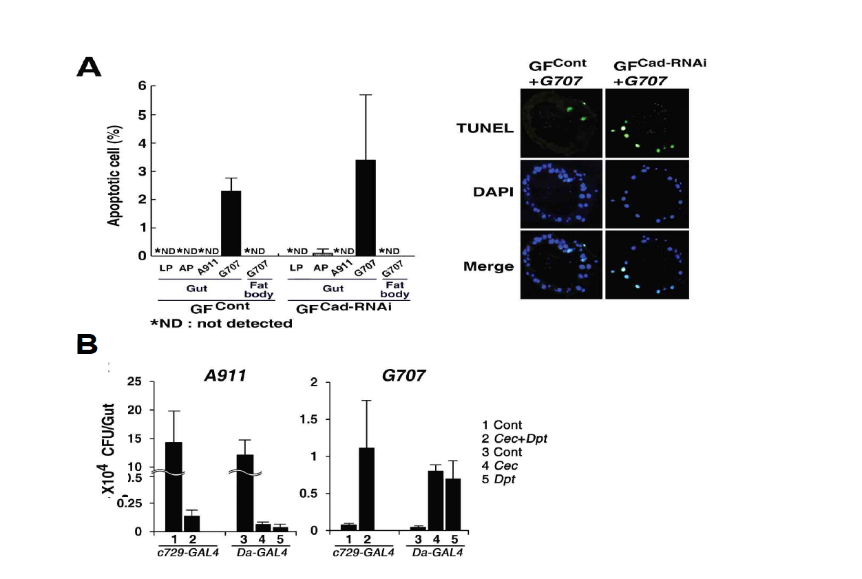 (A) Gut epithelial cell apoptosis by G707. Colonization of GF animals was performed. Apoptosis assay was performed at day 18. (B) G707 dominance and A911 loss in the gut of AMP-overexpressing flies