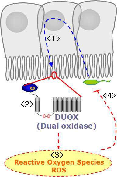 장내세균과 DUOX를 매개로한 장 면역시스템간의 공생화 상호작용.