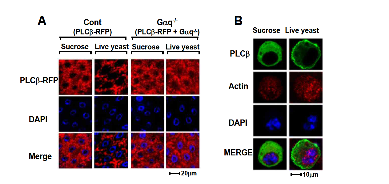Expression of PLCb/norpA subtype-II in the gut.