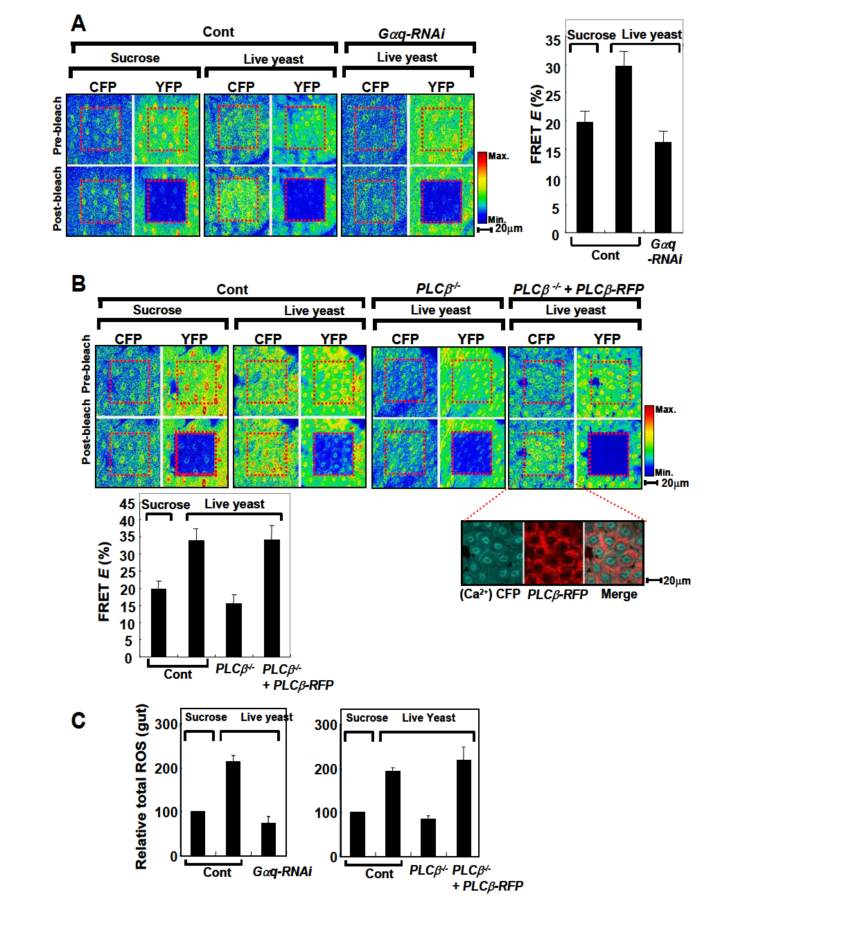 In vivo Ca2+mobilization and ROS generation in the gut are dependent on the Gaq - PLCb pathway