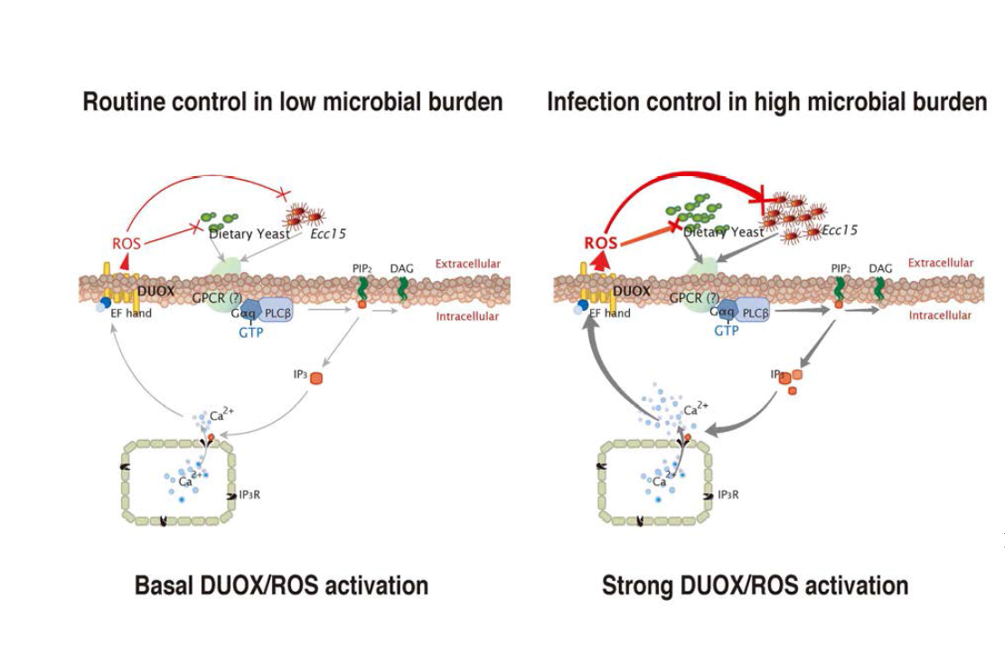 Model for DUOX-activating signaling pathway