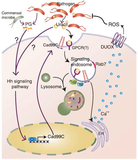 Uracil도입에 따른 ROS 생성 세포 신호전달 모식도