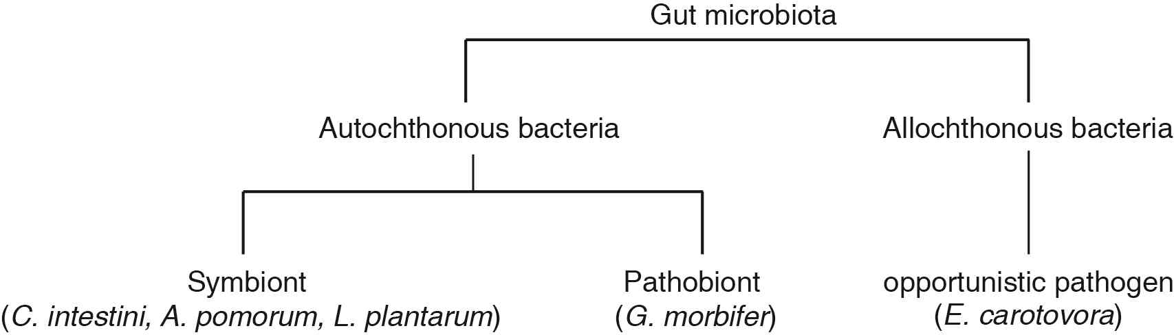 Autochthonous 박테리아와 allochthonous 박테리아로 이루어진 초파리 장내 미생물의 구성.