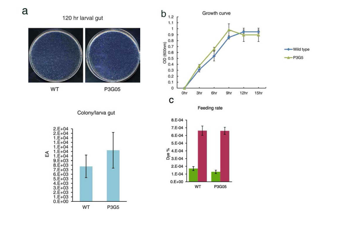 P3G5가 장내에 존재하는 정도, P3G5의 미생물 배지에서의 생장 속도 및 P3G5를 장에 도입하였을 경우 초파리 유충의 음식섭취 정도의 변화