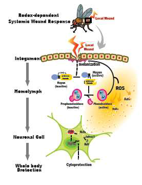 PO 효소 활성화 체계가 체액성 면역반응에 우선적으로 반응하여 산화-환원 의존적인 신호를 통해 전신성 상처 반응을 일으키게 된다는 것을 증명함.