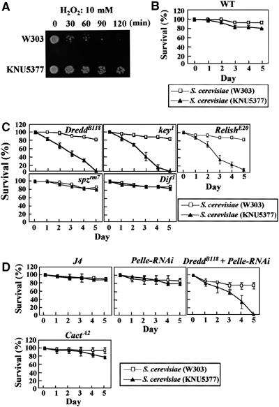 IMD/NF-kB dependent 선천성 면역은 ROS 저항성균으로 부터 숙주를 보호하는데 필수적이다.