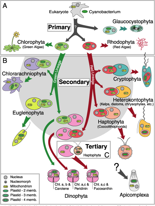 내부공생가설(endosymbiosis hypothesis)의 도식도.