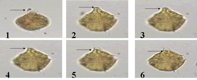 혼합영양성 와편모류인 Gonyaulex polygramma가 지나가는 cryptophyte(화살표)를 protoplasm으로 잡아서 포식하는 장면.