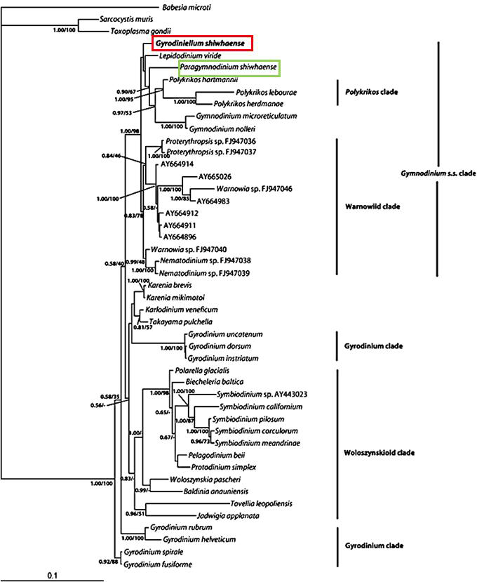 Ribosomal DNA의 SSU구간을 이용하여 Paragymnodinium shiwhaense (녹색 상자)와 Gyrodiniellum shiwhaense (적색 상자) 의 유연관계를 비교한 계통수