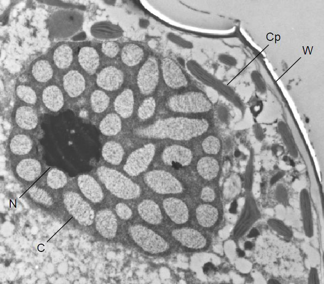 와편모조류 Scrippsiela trochoidea의 전자현미경 사진