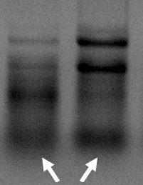 Prorocentrum minimum RNA 전기영동. 화살표는 200 bp정도의 작은 단편 RNA.