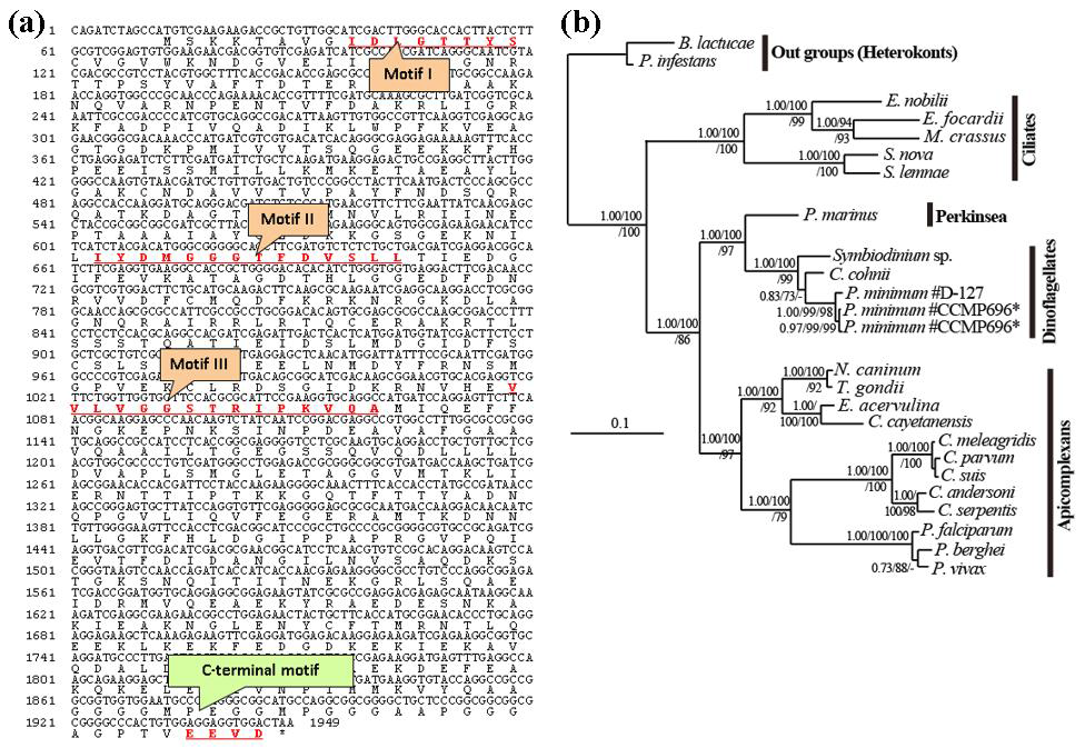 Prorocentrum minimum HSP70 유전자 구조(a). HSP에서 보존적으로 관찰되는 3개의 motifs와 C-terminal motif 관찰함. 알베올레이트에 속하는 분류군의 HSP70 단백질을 이용한 분자계통(b).
