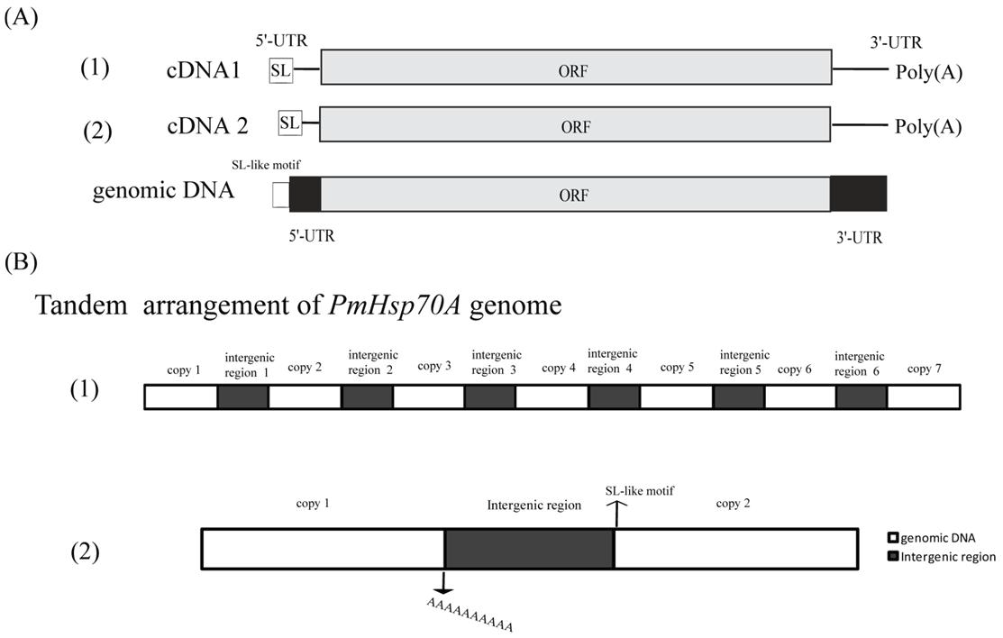 와편모조류 Prorocentrum minimum HSP70 cDNA, genomic regions 구조