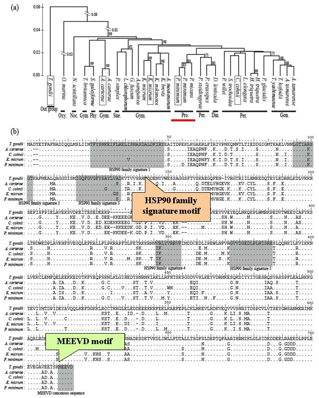 와편모조류 Prorocentrum minimum HSP90로 분석한 Neighbor-joining tree (a)와 HSP90 단백질 서열 비교(b).