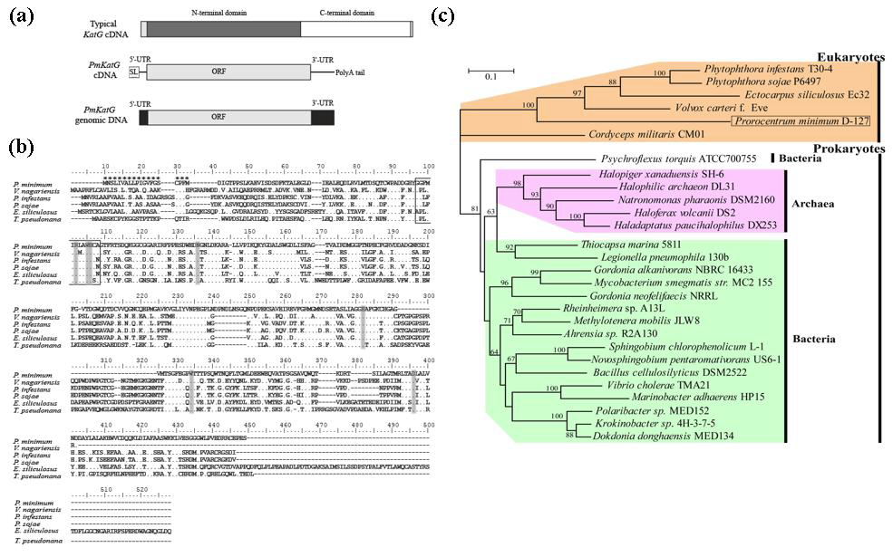 전형적인 진핵생물 KatG cDNA, PmKatG cDNA와 genome 코딩 영역(a). (b) KatG 아미노산 서열 비교. 회색으로 표시한 아미노산은 KatG에서 발견되는 보존 서열. A phylogenic analysis of PmKatG with other KatG.