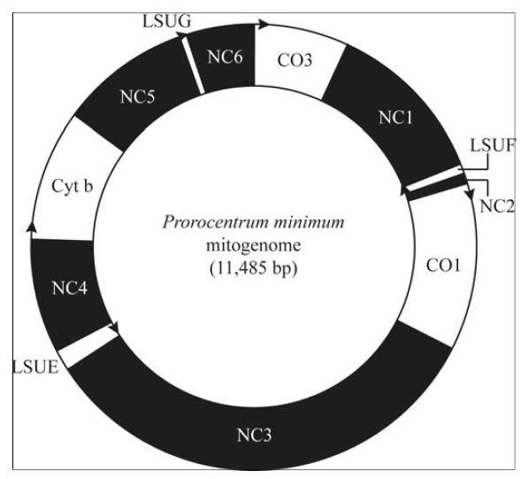 Prorocentrum minimum 미토콘드리아 유전체 구조. NC=none coding 부위. LSU=large subunit rRNA.