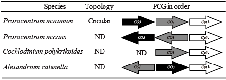 와편모조류 P. minimum, P. micans, C. polykrikoides, A. tatenella의 mt PCGs의 유전자 배열 구조.