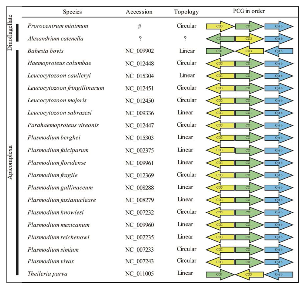 와편모조류와 근연분류군 apicompexans의 mt PCGs의 유전자 배열 구조