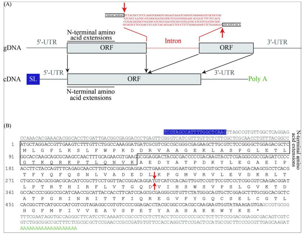 Prorocentrum minium CO2b 유전자 cDNA 및 genomic coding 영역의 구조.