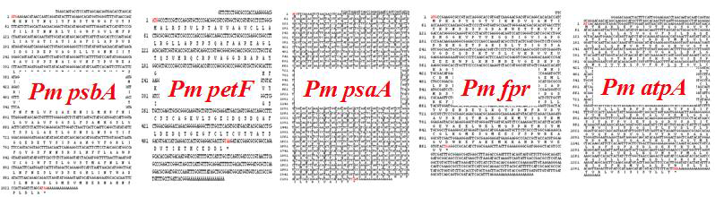 Pm 엽록체 유전자 psbA, petF, psaA, 렉, atpA 염기서열 및 아미노산 서열.