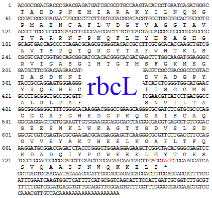 Prorocentrum minimum의 rbcL 유전자 서열.