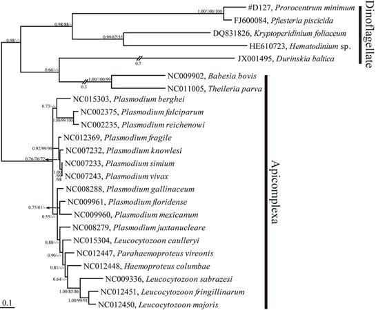 와편모조류, apicomplexans의 CO3 유전자 염기서열을 이용한 분자계통분석.