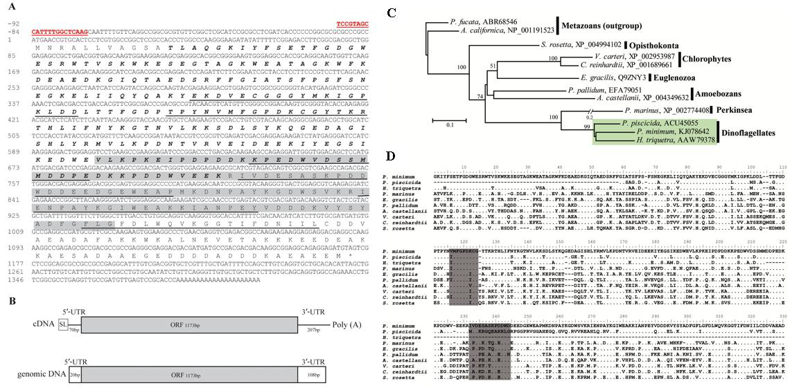 PmCRT (calreticulin) 유전자 특성. (A) cDNA 염기서열, (B) cDNA 및 coding 게놈 구조, (C) CRT를 이용한 분자계통 관계, (D) Prorocentrum minium과 유사종간의 CRT 아미노산 서열 비교.