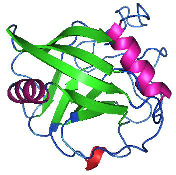 PmCYP (cyclophilin)단백질 3D구조.