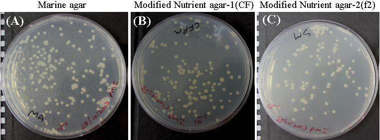 7일째 Prorocentrum minimum배양으로부터 분리한 박테리아. Modified nutrient agar-1 (A), modified nutrient agar with f2 (B), 그리고 marine agar (C).