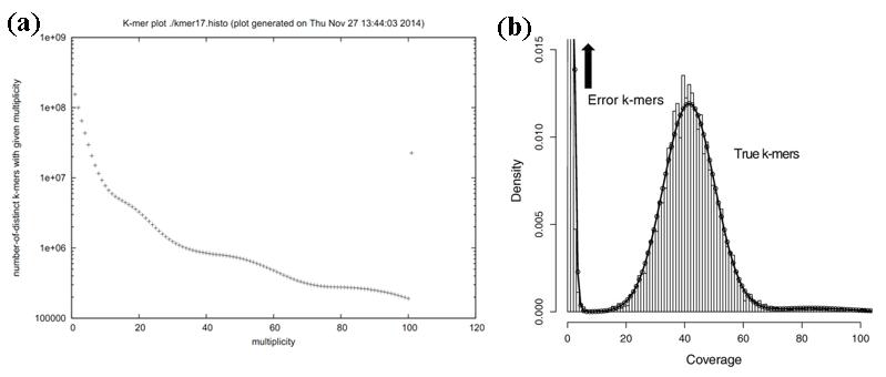 Prorocentrum minimum 유전체 K-mer distribution (a), 기본 Genome Assembly Result (b)