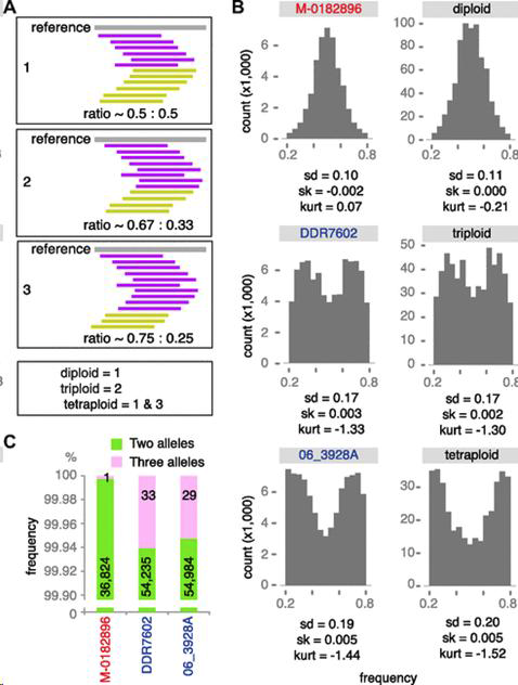 다배체성에 따라 예상되는 Alternative allele ratio 분포도