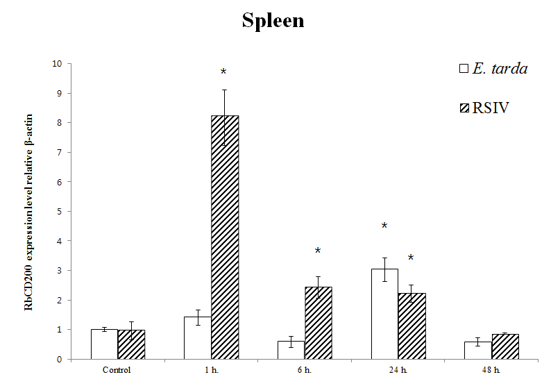 Quantitative real-time PCR analysis of the CD200 gene expression at different time points in rock bream spleen infected with E. tarda, Iridovirus.