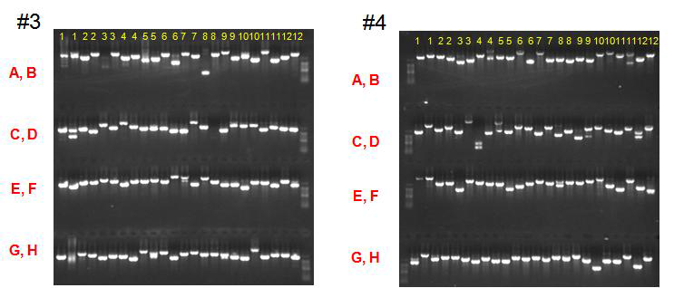 DNA chip 제작을 위한 PCR 증폭산물의 결과 II