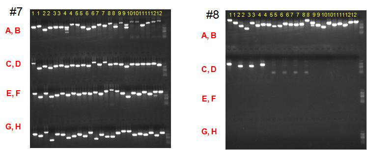 DNA chip 제작을 위한 PCR 증폭산물의 결과 IV