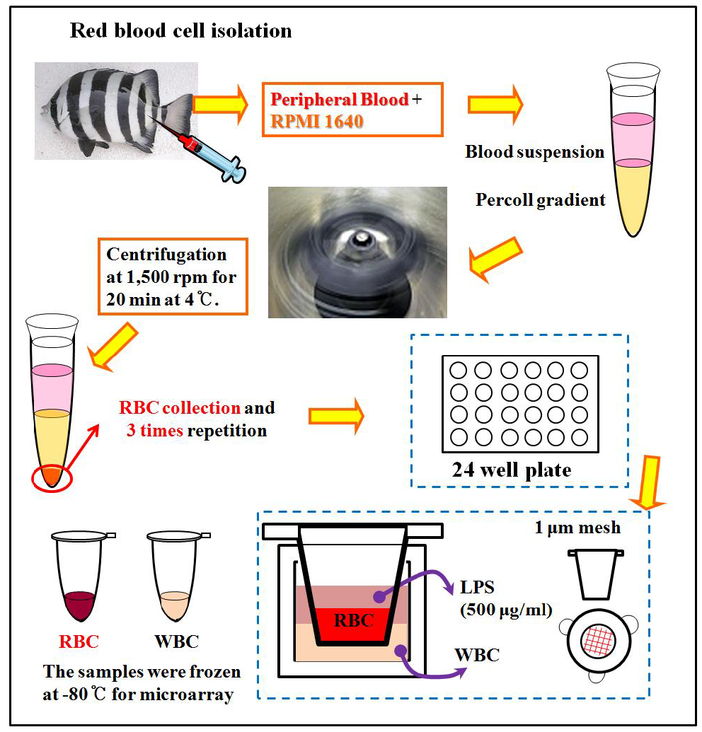 돌돔 적혈구와 백혈구의 상호작용 기능 규명을 위한 실험 설계도