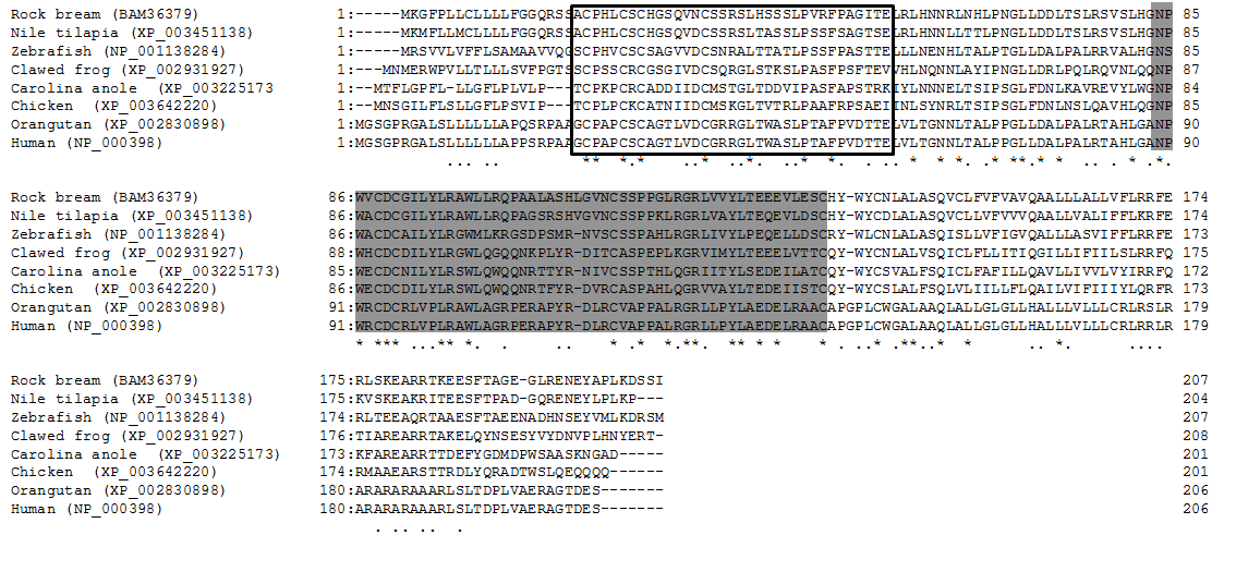 Comparison of rock bream CD42 amino acid sequence to other known CD42 sequences.