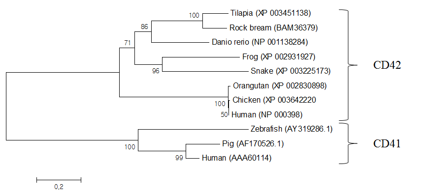 Neighbour-joining tree of CD42 constructed with Mega 4.