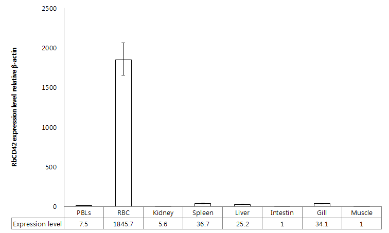 Expression of CD42 mRNA in various tissues of healthy rock bream.