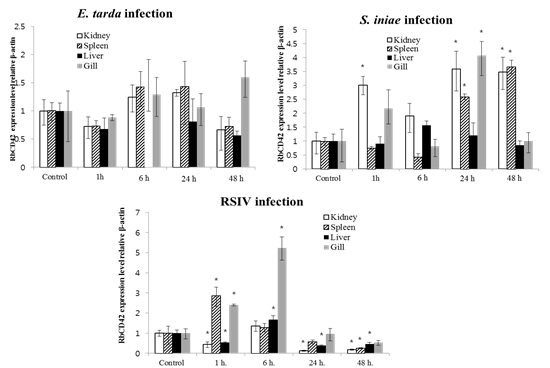 Quantitative real-time PCR analysis of the CD42 gene expression in rock bream kidney, spleen, liver, gill infected with E. tarda, S. iniae and RSIV.