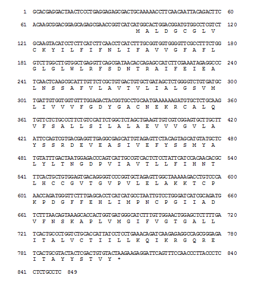 Nucleotide and deduced amino aicd sequence of CD9 cDNA from rock bream.