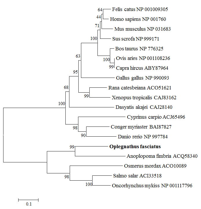 Neighbour-joining tree of CD9 constructed with Mega 4.