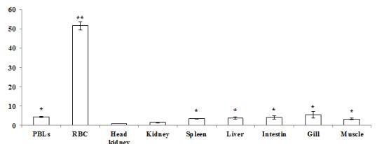 Gene expression of rock bream CD9 mRNA in various tissues of healthy fish by real-time PCR.