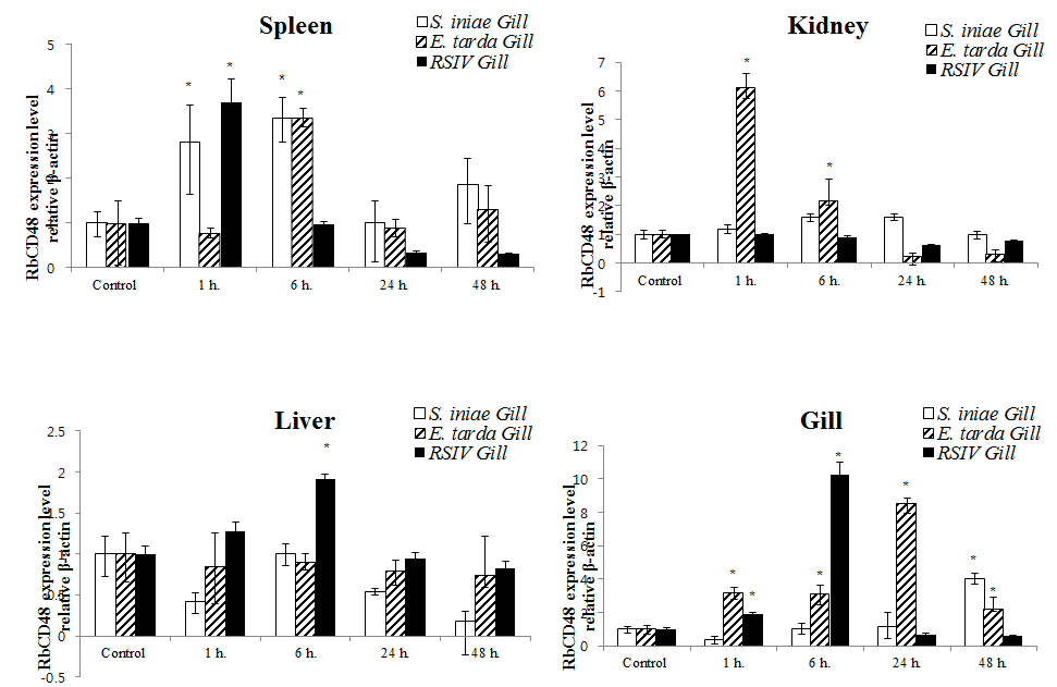 Quantitative real-time PCR analysis of the CD48 gene expression in rock bream kidney, spleen, liver, gill infected with E. tarda, S. iniae and RSIV.