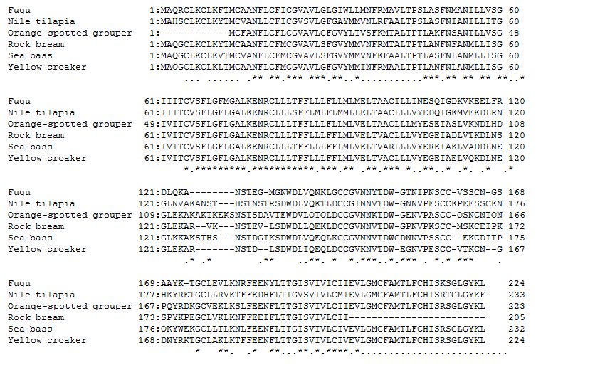 Comparison of rock bream (Rb) CD53 amino acid sequence to other known CD53 sequence.